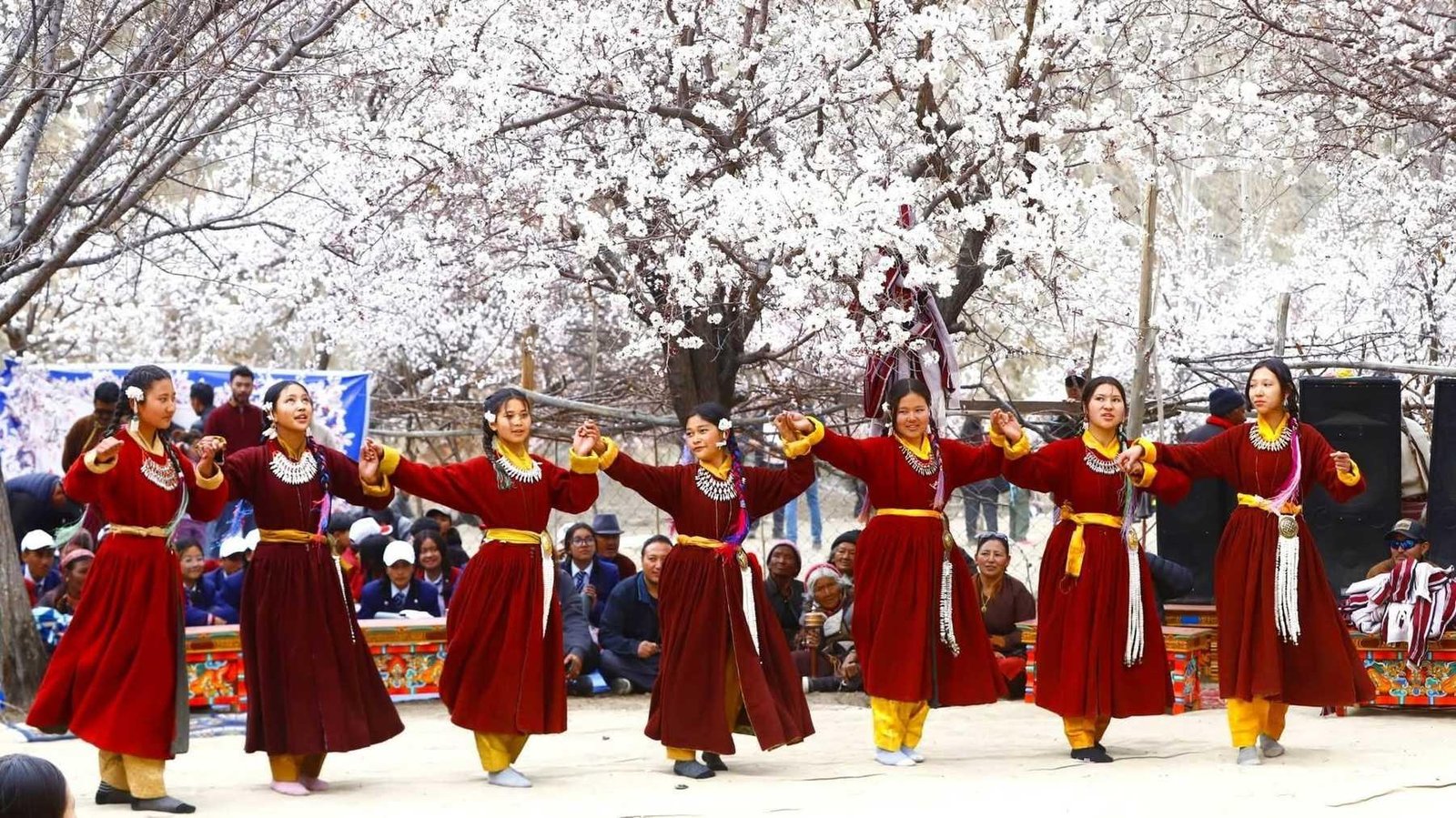 Apricot Blossom Festival