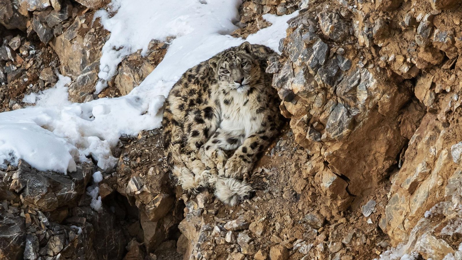 Snow Leopard Expedition