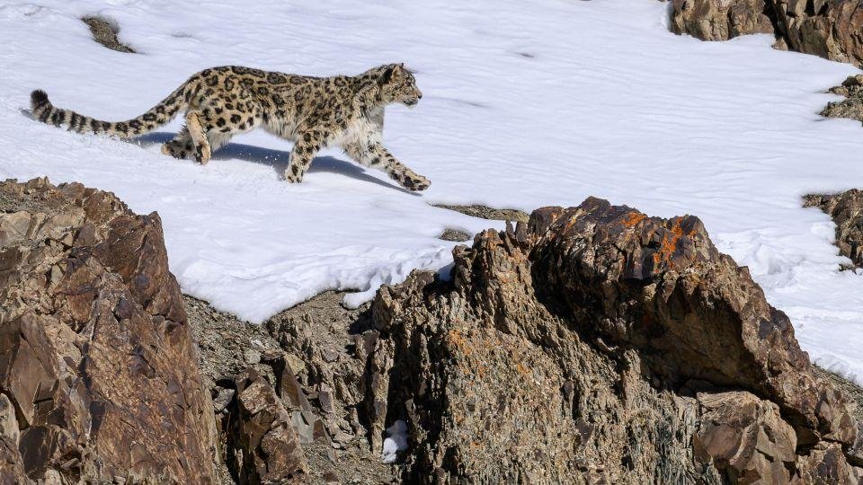 Snow Leopard in Ladakh